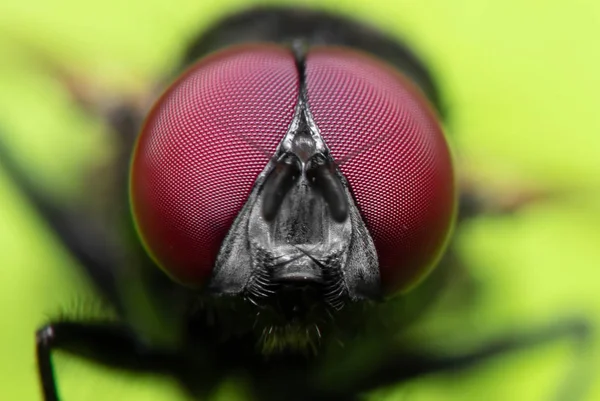 Macro Photo of Black Blowfly on Green Leaf Izolált zöld Bac — Stock Fotó