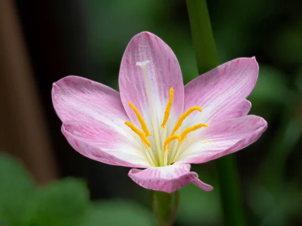 Macro Photo of Pink Flower Anatomy Isolated on Background