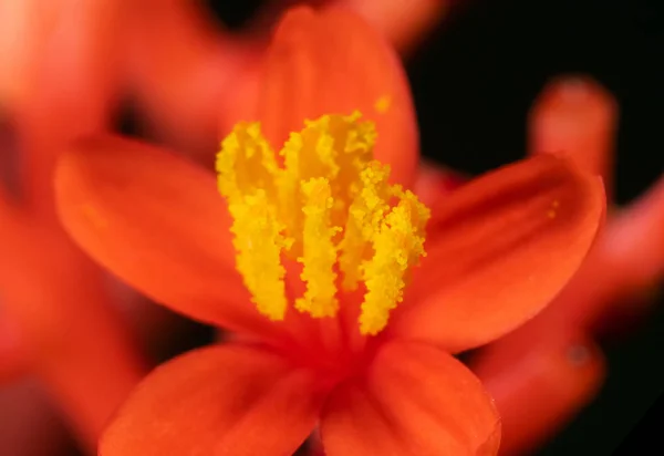Macro Photo of Red Flower with Yellow Pollen Isolated on Black B — Stock Photo, Image