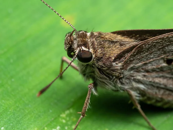 Makro Foto av lilla bruna fjäril på gröna blad — Stockfoto