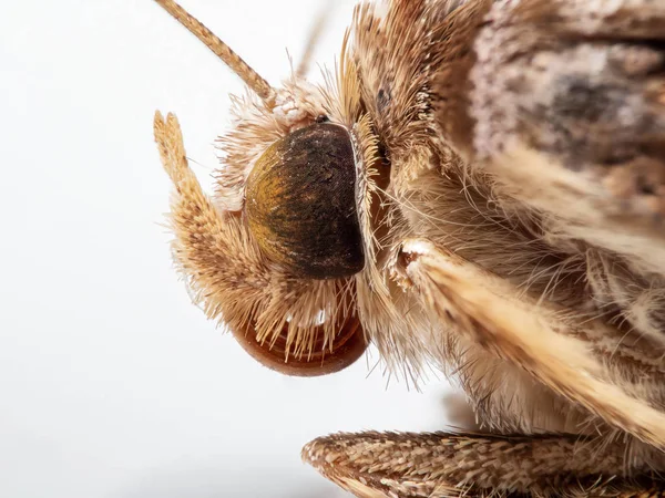 小さな蝶の頭のマクロ写真、マクロスタッキング158枚 — ストック写真