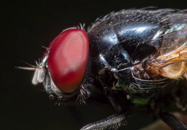 Kara Kelebeğin Macro Fotoğrafı Siyah Arkaplanda İzole Edildi