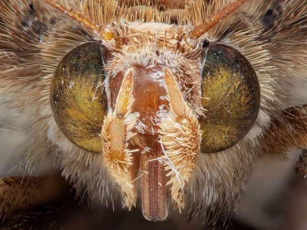 Macro Photo of Head of Little Butterfly, Makró egymásra 195 Pict — Stock Fotó