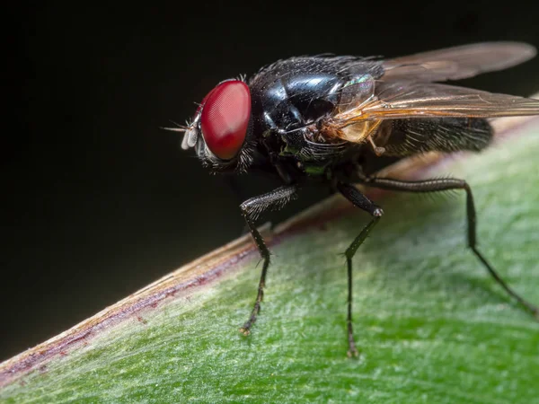 Macro foto de Black Blowfly em folha verde isolado em Black Bac — Fotografia de Stock