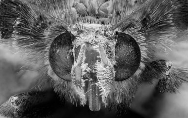 Küçük Kelebek 'in Başı Macro Fotoğrafı, Macro Yığını 195 Pict