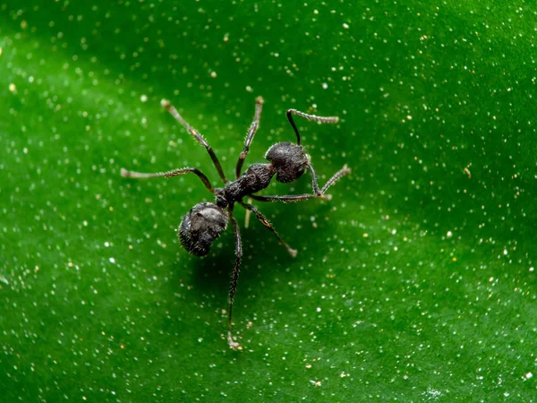 Макро фото крошечного черного садового муравья на зеленом лифе — стоковое фото