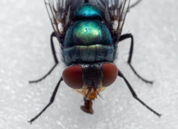 Makro zdjęcie Blowfly na białej podłodze — Zdjęcie stockowe