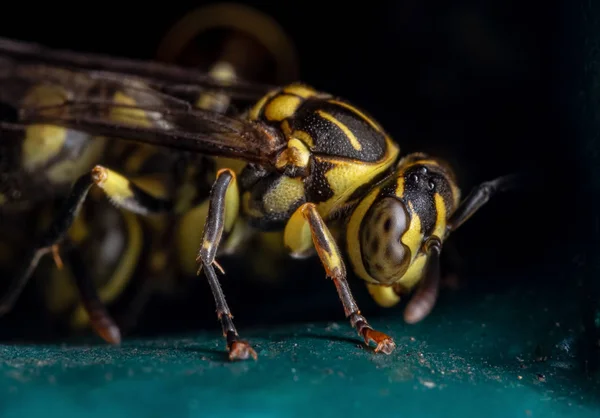 Macro Foto da Vespa no Piso Turquesa — Fotografia de Stock