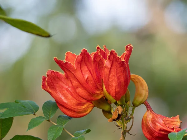 Cerca hermosa flor naranja roja aislado en fondo borroso —  Fotos de Stock