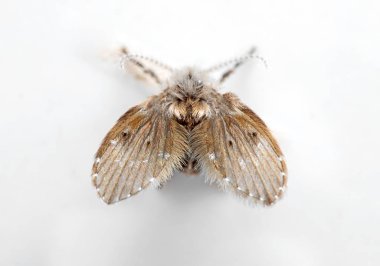 Kanalizasyon Sineğinin Macro Fotoğrafı Beyaz Arkaplanda İzole Edildi