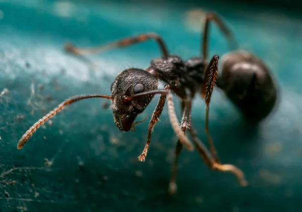 Macro Φωτογραφία από Tiny Black Garden Ant σε τυρκουάζ δάπεδο — Φωτογραφία Αρχείου