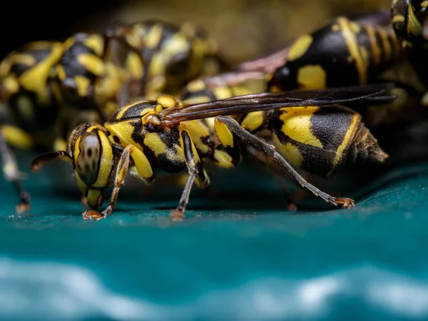 Макро-фото осы на бирюзовом полу — стоковое фото