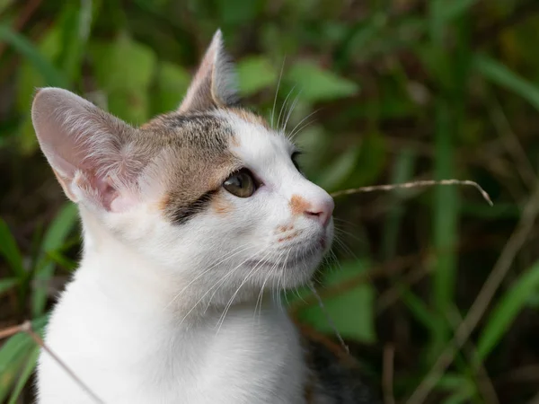 Detailní záběr roztomilé kotě izolované na rozmazaném pozadí — Stock fotografie