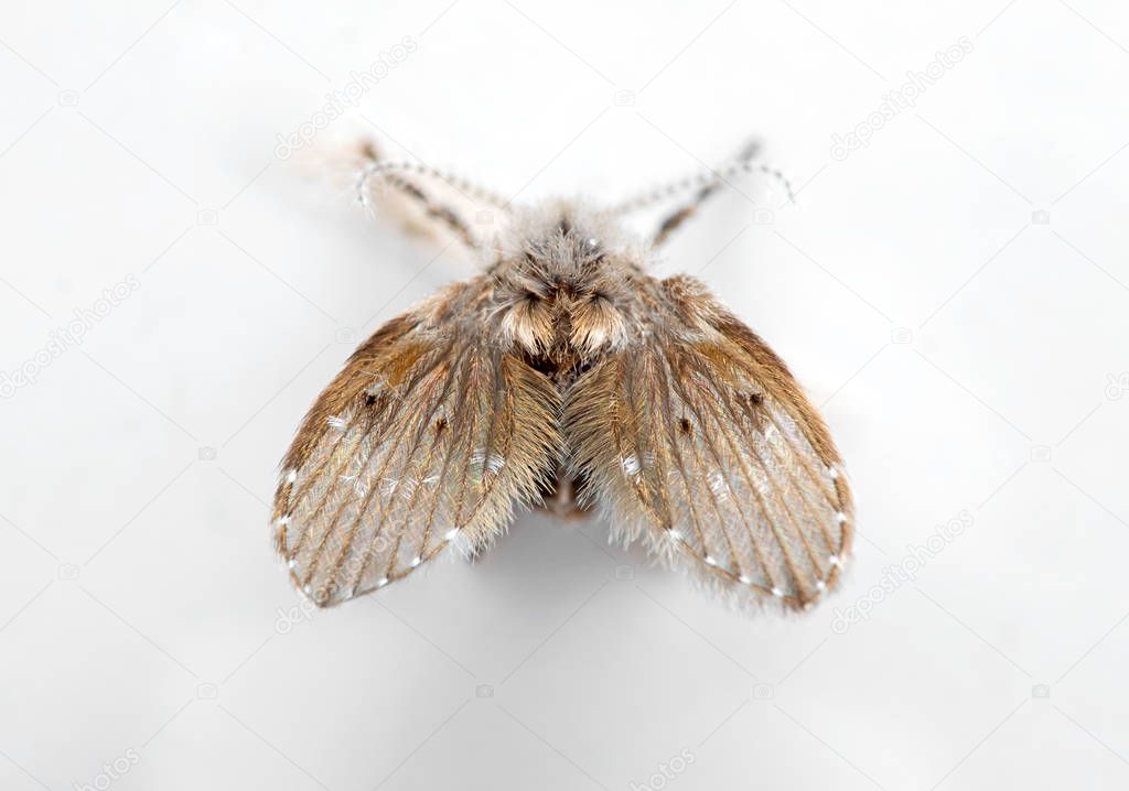 Macro Photo of Drain Fly Isolated on White Background
