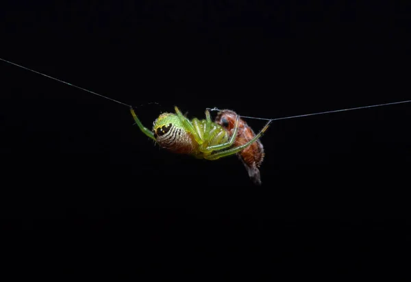 Makro Photo of Green Spider je na webu s kořistí — Stock fotografie