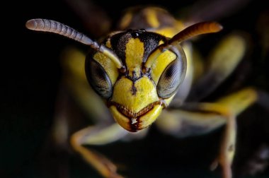 Macro Photo of Head of Wasp Isolated on Background clipart
