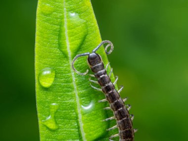 Küçük Çıyan 'ın Macro Fotoğrafı Yeşil Yaprak' a Tırmanıyor 