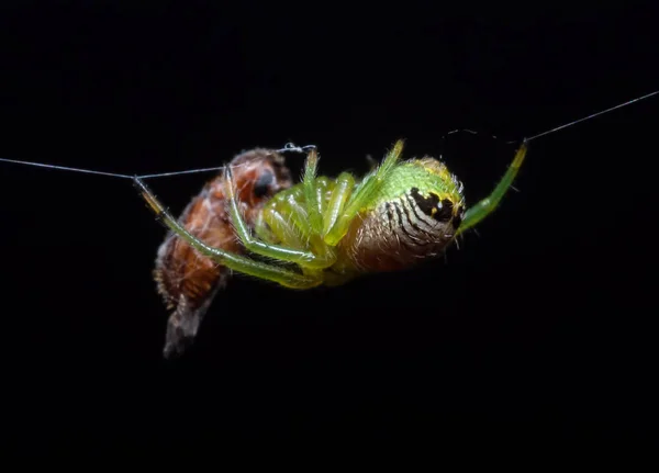 Macro Foto de Aranha Verde está na Web com presa isolada em — Fotografia de Stock