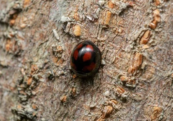 Macro Foto de Escarabajo Rojo y Negro en la Corteza del Árbol —  Fotos de Stock