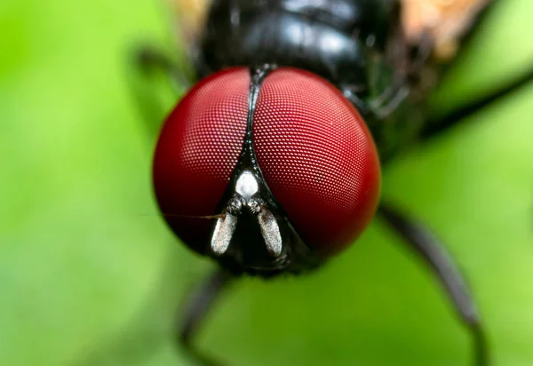 Makrofoto der schwarzen Fliege auf grünem Blatt — Stockfoto