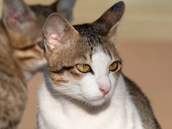 Detailní záběr roztomilé Tabby Cat izolované na rozmazaném pozadí — Stock fotografie