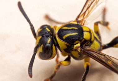 Yaban Arısı 'nın Yerde Macro Fotoğrafı
