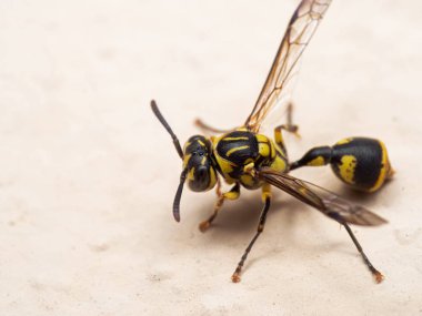 Yaban Arısı 'nın Yerde Macro Fotoğrafı