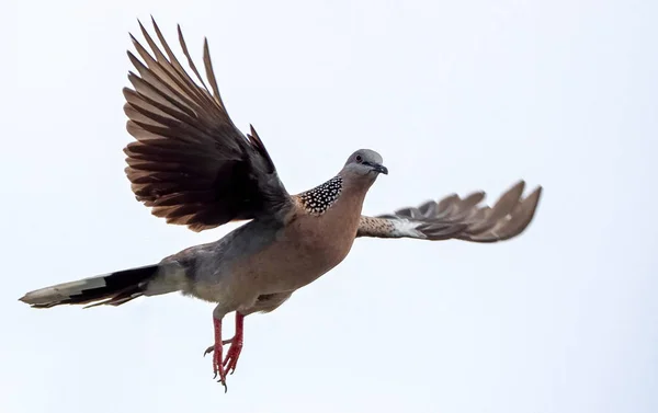 Close up Spotted Dove Flying in The Air Isolated on Clear Sky