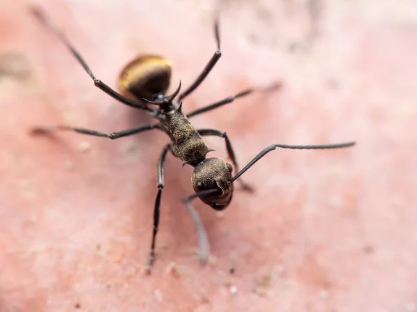 Macro Photo of Golden Weaver Ant on The Floor — Stock Photo, Image