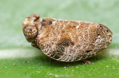Yeşil Yaprak üzerinde Planthopper Makro Fotoğraf 