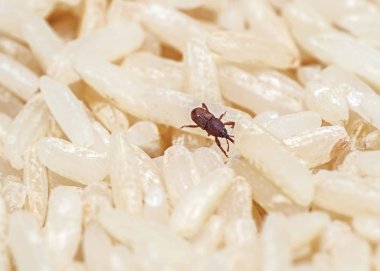 Pirinç buğday bitinin Macro Fotoğrafı veya Çiğ Pirinç üzerine Sitophilus oryzae