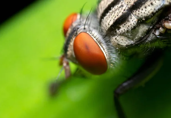 Macro Foto de la mosca doméstica en la hoja verde — Foto de Stock