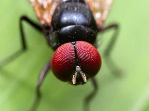 Makro Photo of Black Blowfly på grönt blad — Stockfoto