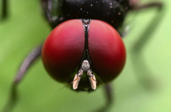 Makrofoto des Kopfes einer schwarzen Schmeißfliege auf grünem Blatt — Stockfoto
