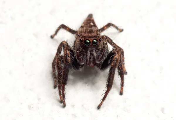 Makro foto av Hoppande spindel isolerad på vita golvet — Stockfoto