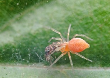 Yeşil Yaprak Avı ile Küçük Turuncu Örümcek Macro Fotoğrafı