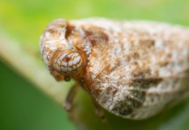 Yeşil Yaprak ve Seçici Odaklanma Üzerine Planthopper 'ın Macro Fotoğrafı
