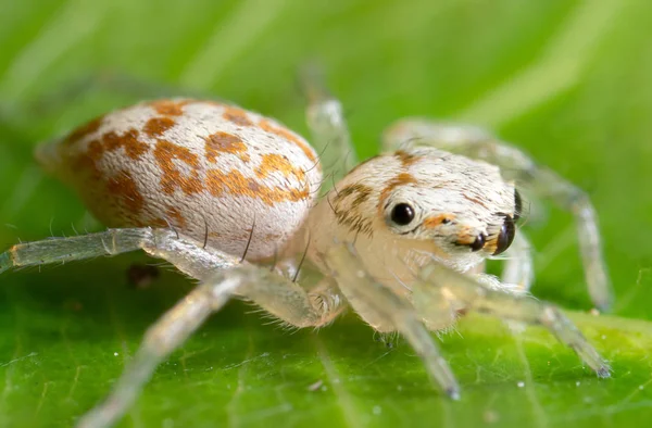 Makrofoto einer winzigen weißen Springspinne mit Beute auf grünem Blatt — Stockfoto