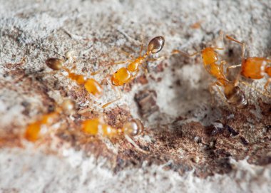 Duvarda Çalışan Küçük Karıncalar Grubu 'nun Macro Fotoğrafı