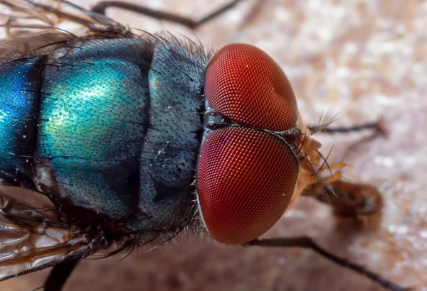 Makro foto modré foukat létat na podlaze — Stock fotografie