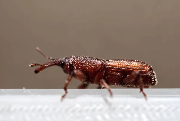 Macro Foto de Arroz Weevil o Sitophilus oryzae Aislado en la parte posterior —  Fotos de Stock