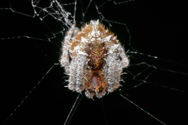Macro Photo of Spider is on the Web Isolated on Black Background — Stock Photo, Image