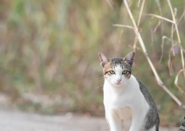 Detailní záběr roztomilé Tabby Cat izolované na rozmazaném pozadí — Stock fotografie