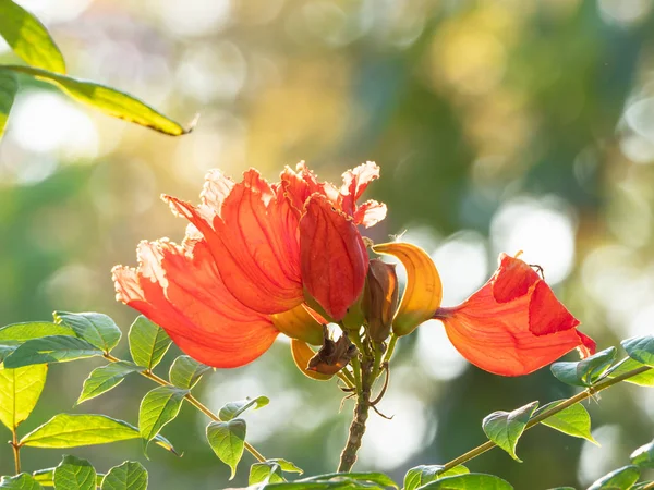 Primer plano hermosa flor naranja roja con la luz del sol aislado en B —  Fotos de Stock