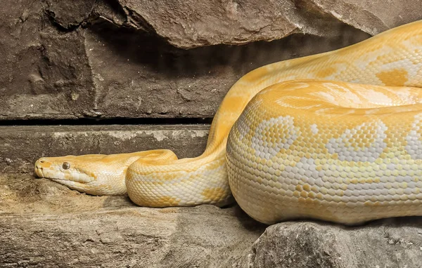 Close up Golden Thai Python or Python Molurus Aurea Coiled on Th — Stock Photo, Image