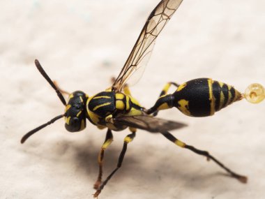 Yaban Arısı 'nın Yerde Macro Fotoğrafı