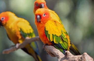 Sun Conure Papağanı, Backgro 'ya ayrılmış bir dalın üzerine tünemiş.