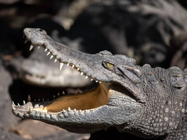 Close up Head of Crocodile was Sunbathing Isolated on Background — Stock Photo, Image