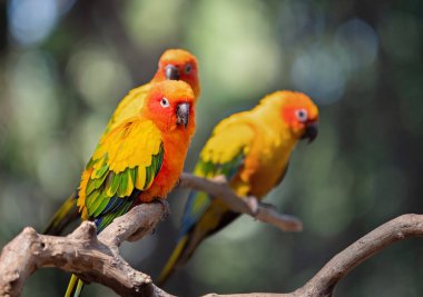 Sun Conure Papağanı, Backgro 'ya ayrılmış bir dalın üzerine tünemiş.