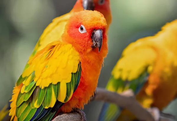 Close up Sun Conure Parrot Perched on Branch Isolated on Backgro — Stock Photo, Image